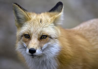 Foxface